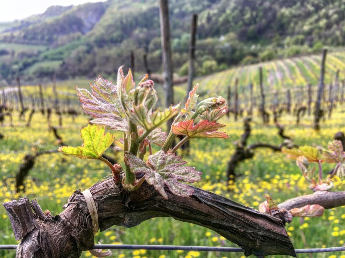 Cascina Bertolotto Wine Resort 스피노몬페라토 외부 사진