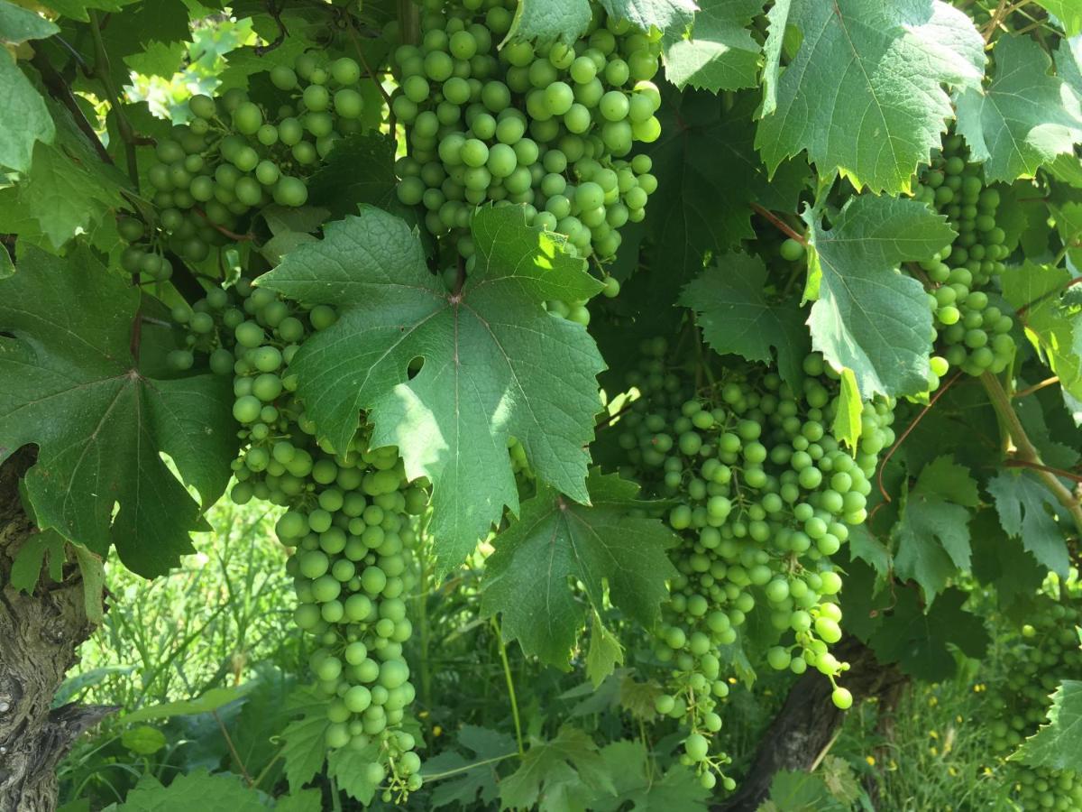 Cascina Bertolotto Wine Resort 스피노몬페라토 외부 사진